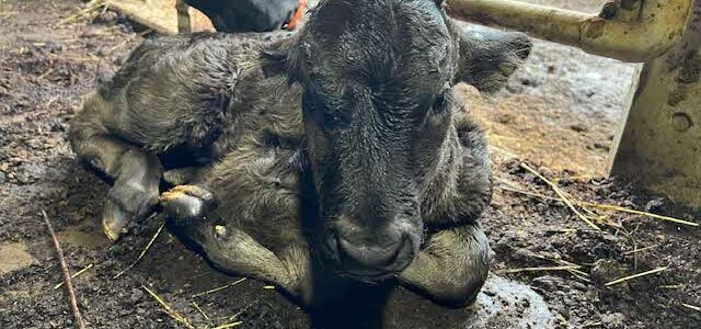 【動物科学科】和牛の子牛が生まれました。