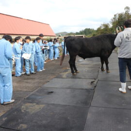 【動物科学科】島根県種雄牛展示会に参加しました。
