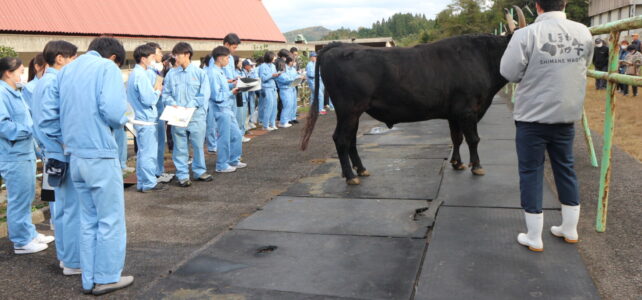 【動物科学科】島根県種雄牛展示会に参加しました。