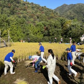 【植物科学科】古代米の稲刈り体験を行いました！
