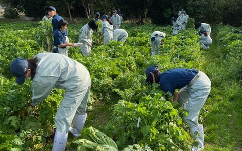 【動物科学科】白菜と大根を収穫しました！