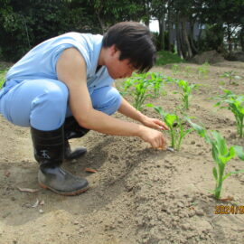 【環境科学科】1年生がトウモロコシを育てています