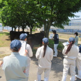 【動物科学科】家畜審査競技会県大会に向けて