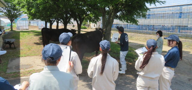 【動物科学科】家畜審査競技会県大会に向けて