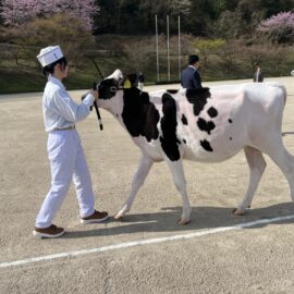 【動物科学科】第39回中国地区ブラックアンドホワイトショウに参加しました。