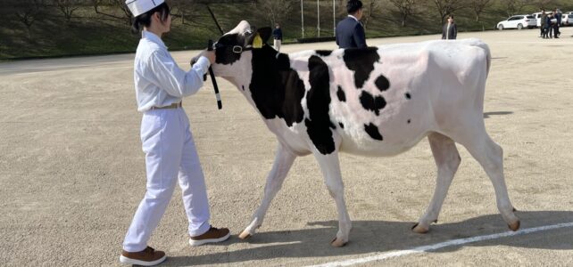 【動物科学科】第39回中国地区ブラックアンドホワイトショウに参加しました。