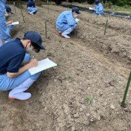 【動物科学科１年生】スイートコーンの発芽率調査を行いました！