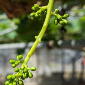 【植物科学科】果樹　花穂整形を行いました