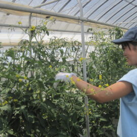 【植物科学科】ミニトマトの摘葉をしました。