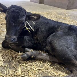 【動物科学科】和牛の子牛が生まれました！