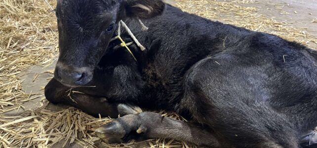 【動物科学科】和牛の子牛が生まれました！