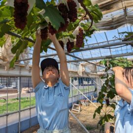 【植物科学科】果樹　デラウェアの収穫が始まりました！！