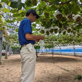 【植物科学科】果樹　カサ掛け、袋掛けを行いました