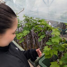 【植物科学科】果樹　接木苗が順調に育っています！