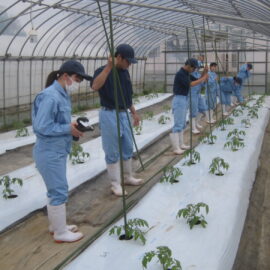【植物科学科】トマトの管理をしました①