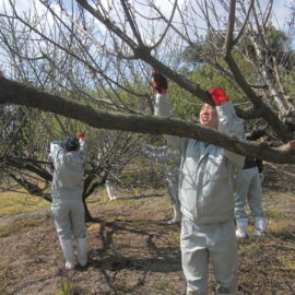 【植物科学科】果樹　梅の春剪定を行いました。