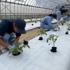 【植物科学科】トマトの定植を行いました