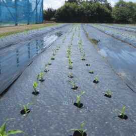 【植物科学科】スイートコーン順調です