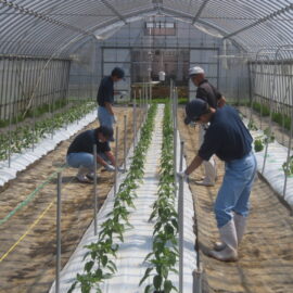 【植物科学科】ピーマンの管理①