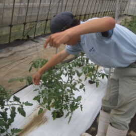 【植物科学科】トマトの管理②