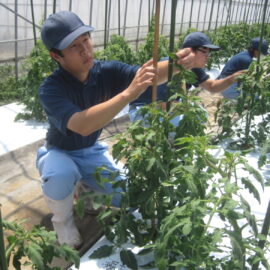 【植物科学科】トマトの管理③
