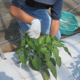 【植物科学科】ピーマンの収穫・調整実習