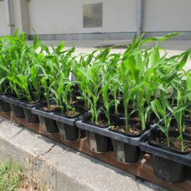 【環境科学科】スイートコーンの苗を畑へ定植しました