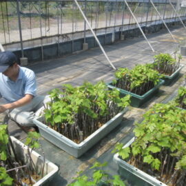 【植物科学科】果樹　苗木の定植を行いました