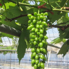 【植物科学科】果樹　ぶどう順調です！