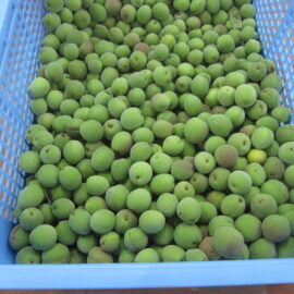 【植物科学科】果樹　梅を収穫しました
