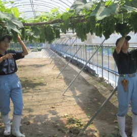 【植物科学科】果樹　デラウェアの摘粒をしました