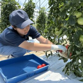 【植物科学科】大玉トマトの収穫をしました！