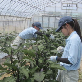 【植物科学科】ナスの管理をしました！
