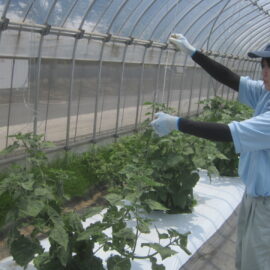 【植物科学科】食用ホオズキを栽培しています！