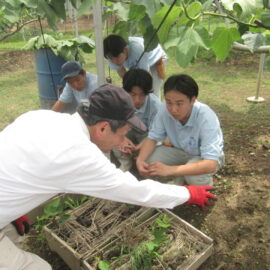 【植物科学科】果樹　イチジクの栽培研修に行ってきました