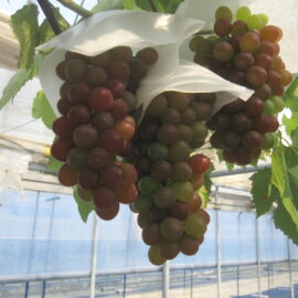 【植物科学科】果樹　デラウェアが順調です！