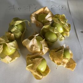 【植物科学科】食用ホオズキ順調です