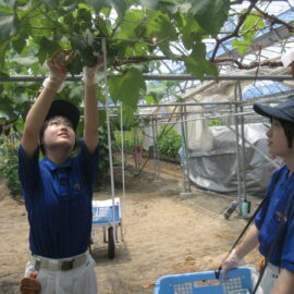 【植物科学科】果樹　デラウェアの収穫がはじまっています！