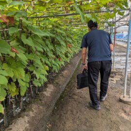 【植物科学科】果樹　優良ぶどう品種の苗木を育てています