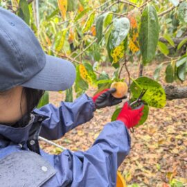 【植物科学科】果樹　柿の収穫・脱渋実習をしました