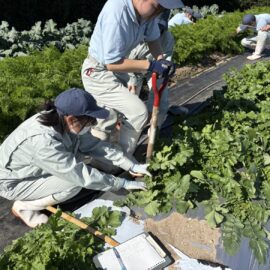 【植物科学科】出雲おろち大根試し掘りをしました！