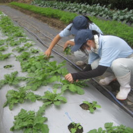 【植物科学科】秋も出雲おろち大根を栽培します！