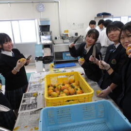 【植物科学科】果樹　干し柿をつくりました