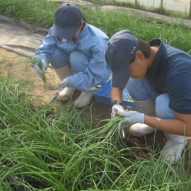 【植物科学科】タマネギ苗の収穫・販売を行いました。