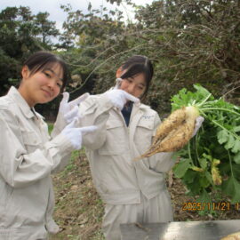 【環境科学科】ダイコンを収穫しました