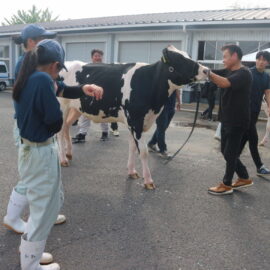 【動物科学科】全日本ホルスタイン共進会に参加しました！