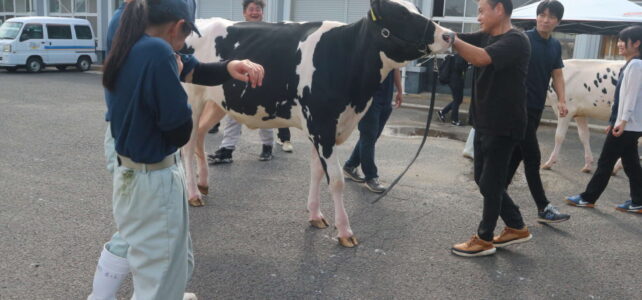 【動物科学科】全日本ホルスタイン共進会に参加しました！