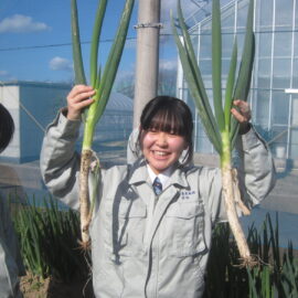 【植物科学科】長ネギ収穫！