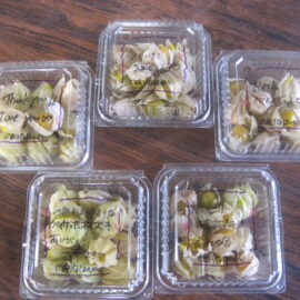 【植物科学科】冬のホオズキが収穫できました！