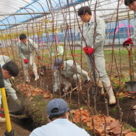 【植物科学科】果樹 苗木の掘り上げを行いました 【植物科学科】果樹 苗木の掘り上げを行いました